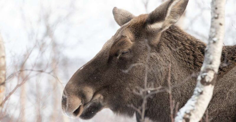 abisko-wilderness-snowshoe-hike