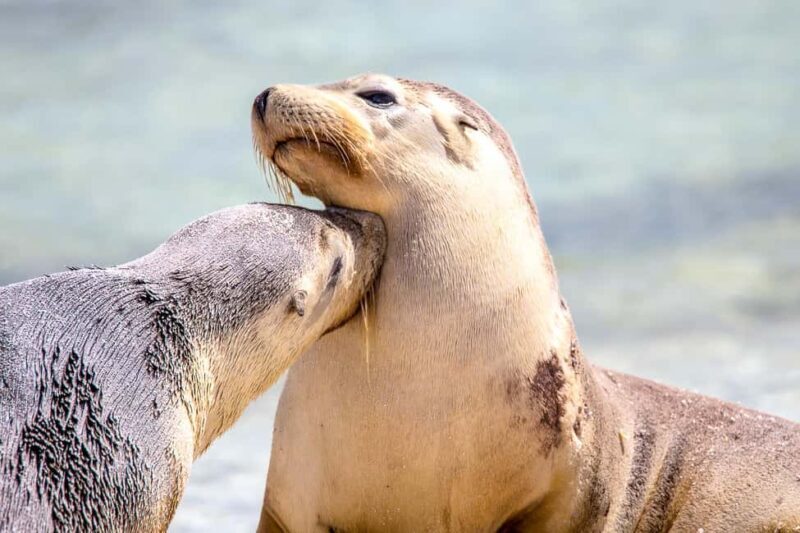 Abrolhos Islands 5 Day Cruise & Fly from Geraldton - Whats Included and What Not
