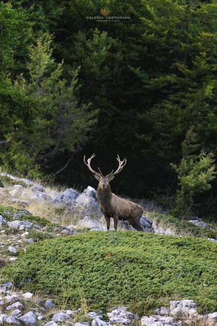 abruzzo-lazio-and-molise-national-park-trekkingwildlife