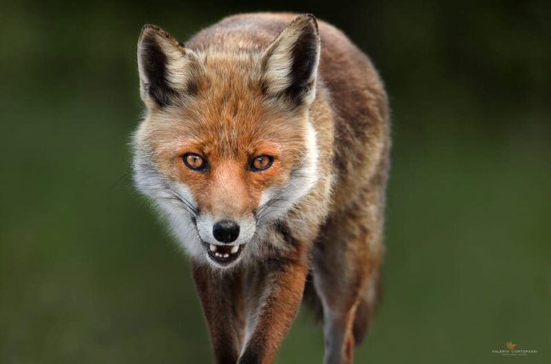 abruzzo-lazio-and-molise-national-park-trekkingwildlife