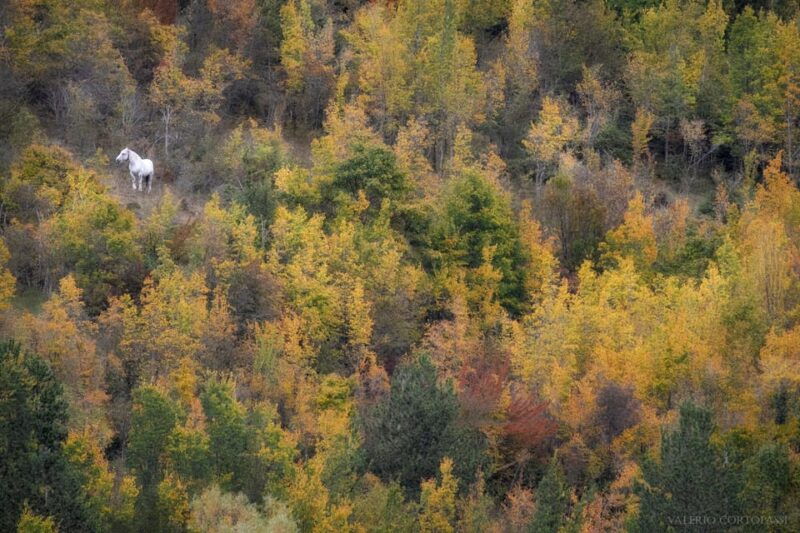 abruzzo-lazio-and-molise-national-park-trekkingwildlife