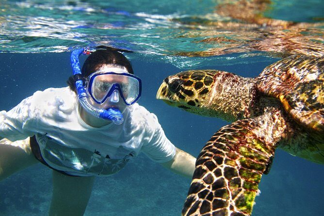 Abu Dabab Swim with Turtles Private tour - Key Points