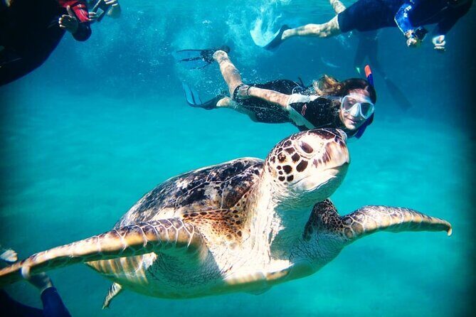 Abu Dabbab Beach Full Day Trip with Turtles - Authentic Experiences and Tips from Reviewers