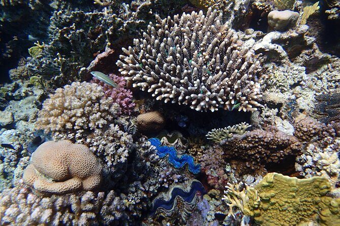 Abu Dabbab Beach Full Day Trip with Turtles - FAQ