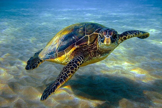 Abu Dabbab over day - Snorkeling in Turtles House - Hurghada - Key Points