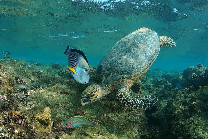 Abu Dabbab over day - Snorkeling in Turtles House - Hurghada - A Closer Look at the Itinerary