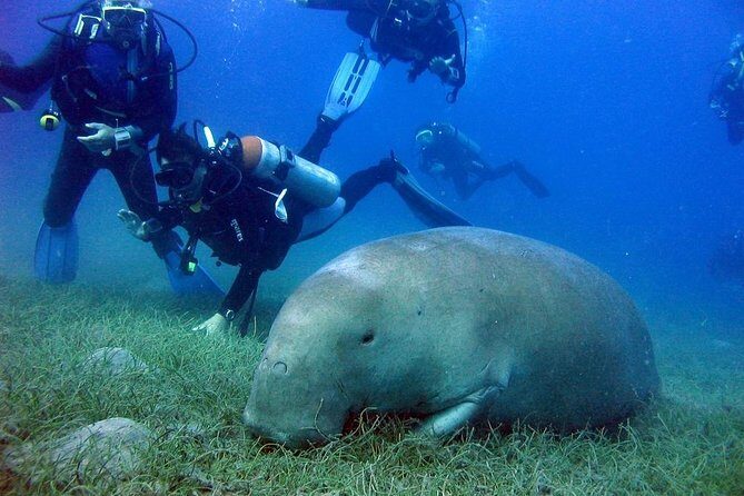 Abu Dabbab over day - Snorkeling in Turtles House - Hurghada - Authenticity and Reviewer Insights