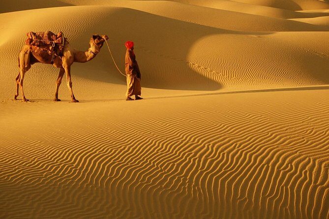 Abu Dhabi 4x4 Desert Safari BBQ Dinner , Camel Ride , Belly Dance - Key Points