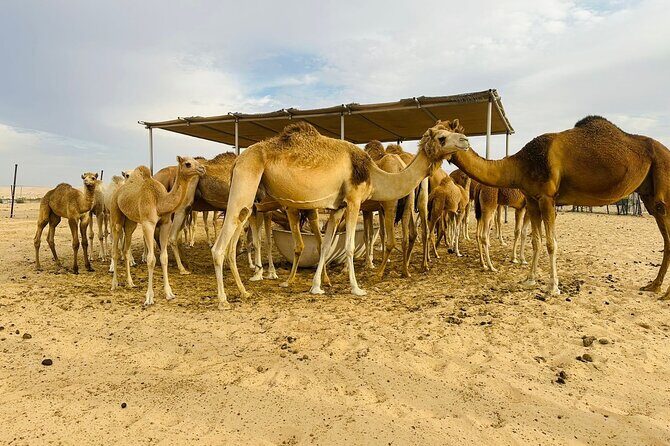 Abu Dhabi Desert Safari With BBQ Dinner & Live Shows - Final Notes on Value and Authenticity