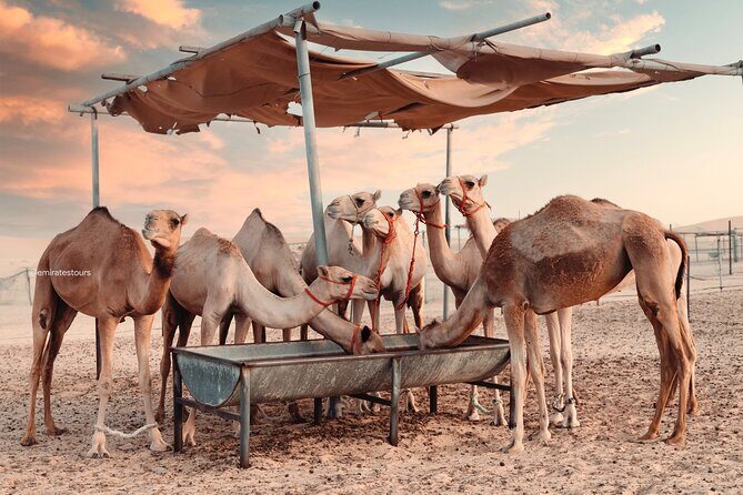 Abu Dhabi Evening Desert Safari BBQ, Camel Ride, Entertainments - Final Thoughts