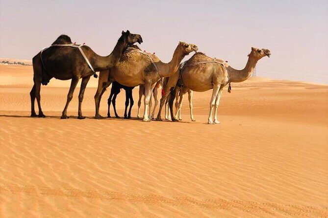 Abu Dhabi: Evening Desert Safari with Camel Ride, BBQ & Live Show - FAQs