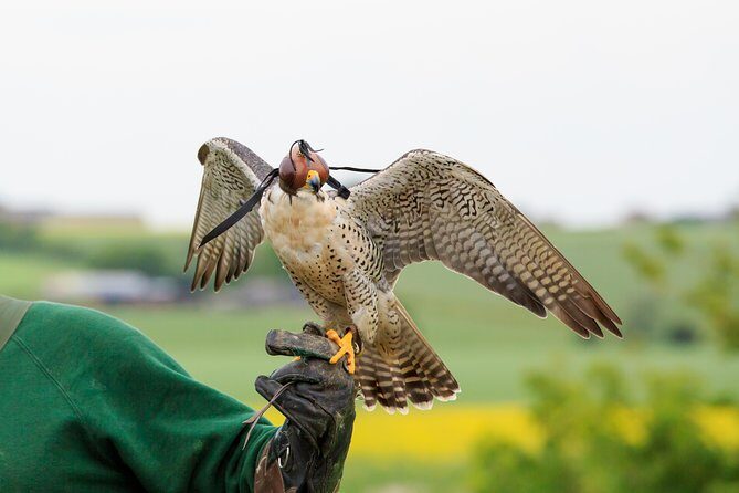 Abu Dhabi Falcon Hospital Tour - Exploring the Falcon Hospital Tour in Detail  