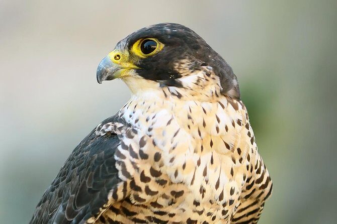 Abu Dhabi Falcon Hospital Tour - FAQs  