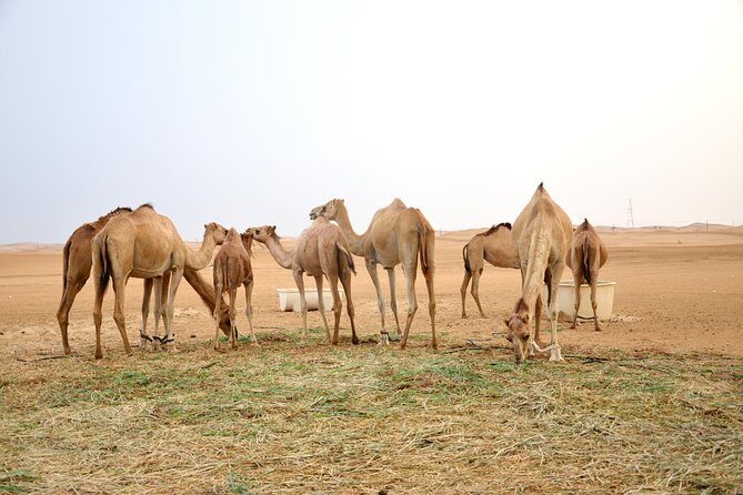 Abu Dhabi Morning Safari - FAQs