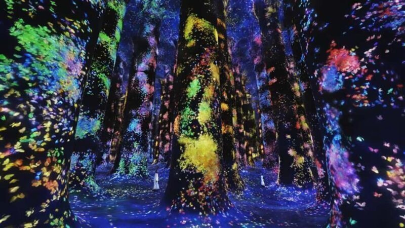 Abu Dhabi: teamLab Phenomena Entry Ticket - Exploring teamLab Phenomena Abu Dhabi: What You Can Expect