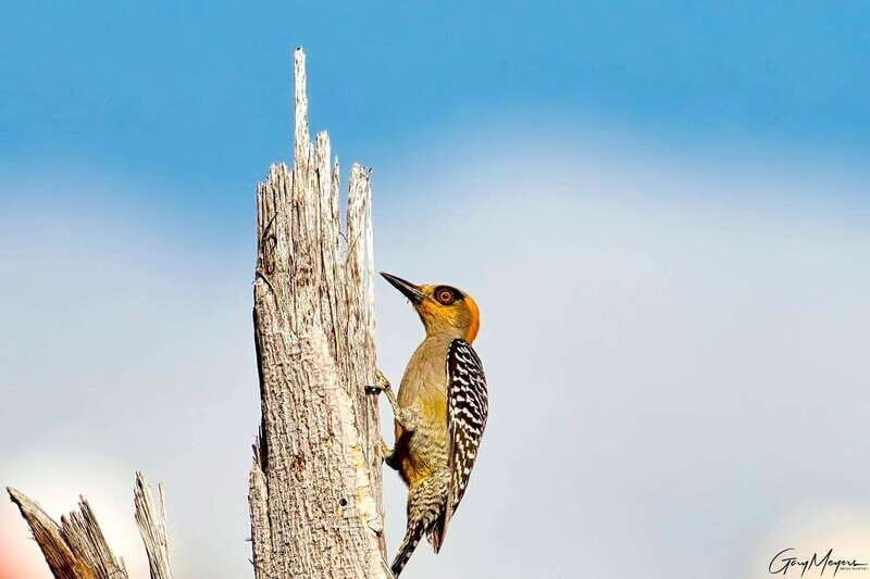 Acapulco: Early Birding Feathered Wonders with Breakfast - The Experience Provider: Rudy Fregoso’s Expertise