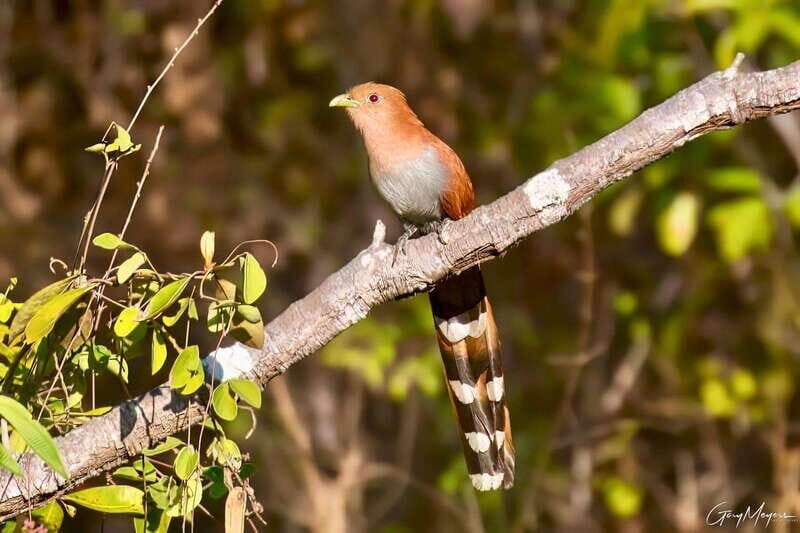 Acapulco: Early Birding Feathered Wonders with Breakfast - Who Will Love This Tour?