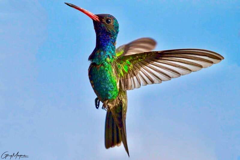 Acapulco: Early Birding Feathered Wonders with Breakfast - FAQs