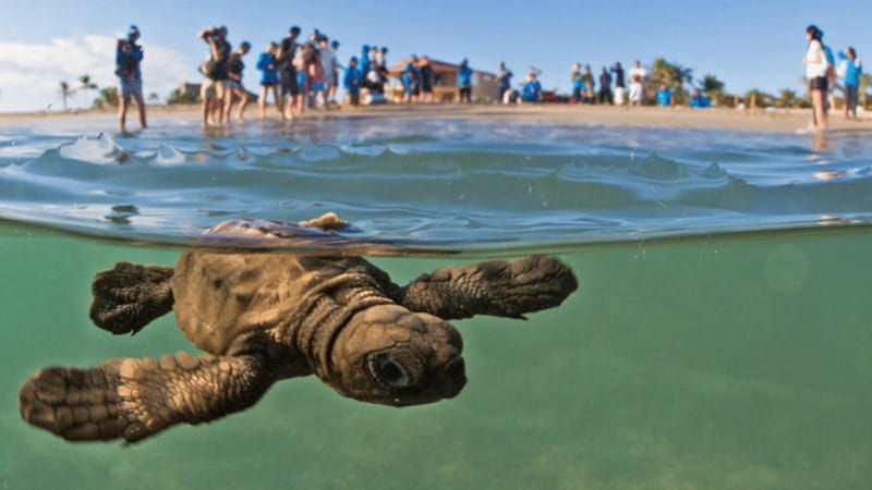 acapulco-turtle-release-experience