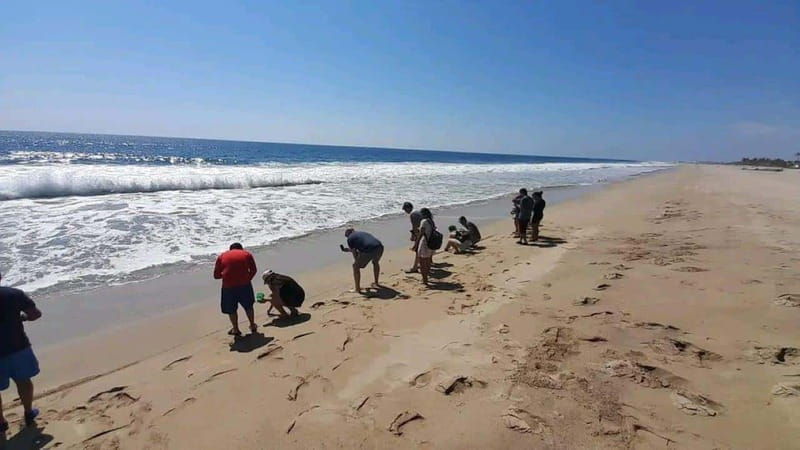 acapulco-turtle-release-experience