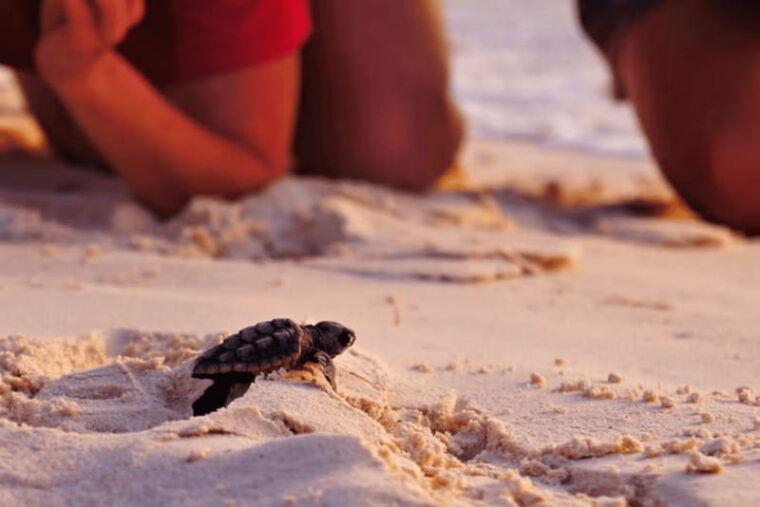 acapulco-turtle-release-experience