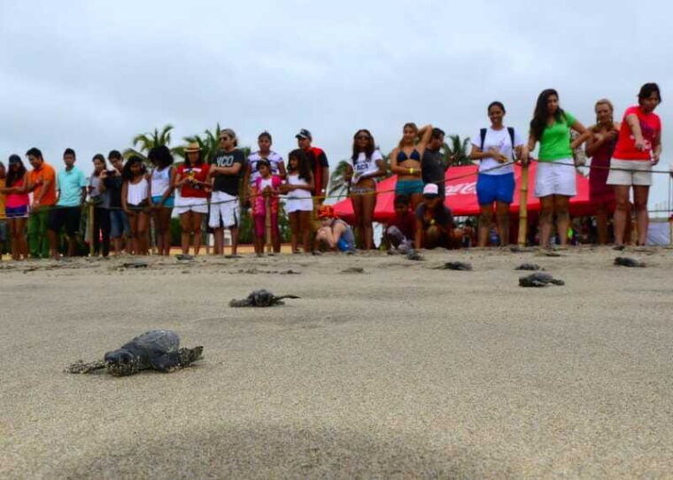 acapulco-turtle-release-experience