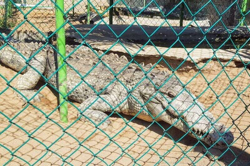 -Acapulco:3 Palos Lagoon Boat Ride& Crocodile Farm Exprience - Exploring the Acapulco: 3 Palos Lagoon Boat Ride & Crocodile Farm Experience