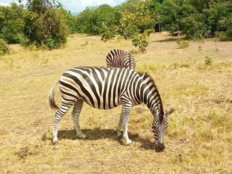 Accra Safari & Boat Cruise Adventure Private Tour - Why Choose This Tour?