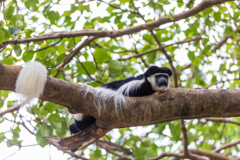 Addis Ababa: 2-Day Awassa, Lake Ziway & Wondo Genet Tour - An Overview of the Itinerary