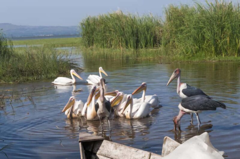 Addis Ababa: 2-Day Awassa, Lake Ziway & Wondo Genet Tour - Practical Aspects and Tips