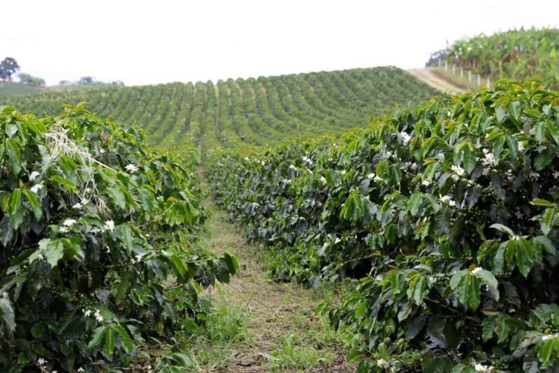 Addis Ababa: 4-Day Ethiopia Coffee Tour - Key Points
