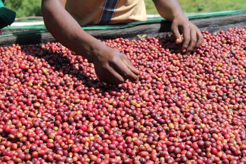 Addis Ababa: 4-Day Ethiopia Coffee Tour - Exploring the 4-Day Coffee Tour