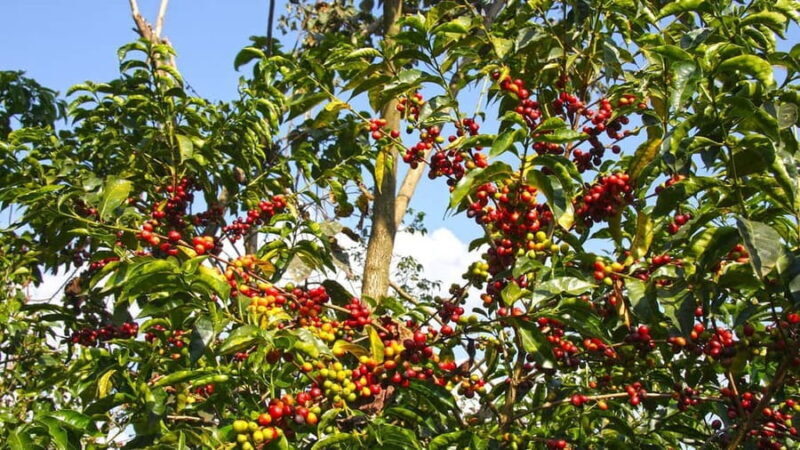 Addis Ababa: 4-Day Ethiopia Coffee Tour - Authentic Insights from Past Participants