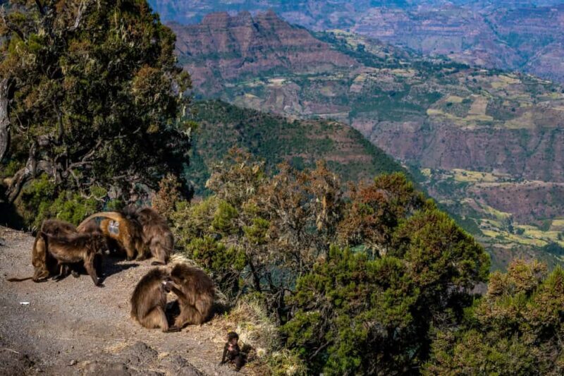 Addis Ababa Day Trip to Debre Libanos - Authentic Encounters & Practical Tips