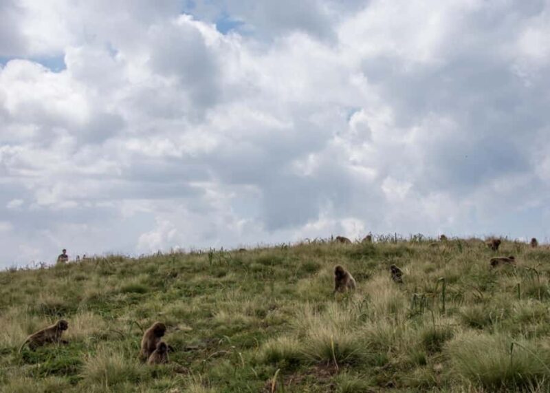 Addis Ababa: Simien Mountains Trekking Tour with Flights - An Honest Breakdown of the Tour Experience