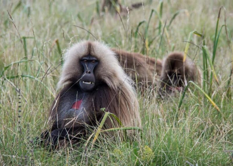 Addis Ababa: Simien Mountains Trekking Tour with Flights - The Logistics & Value