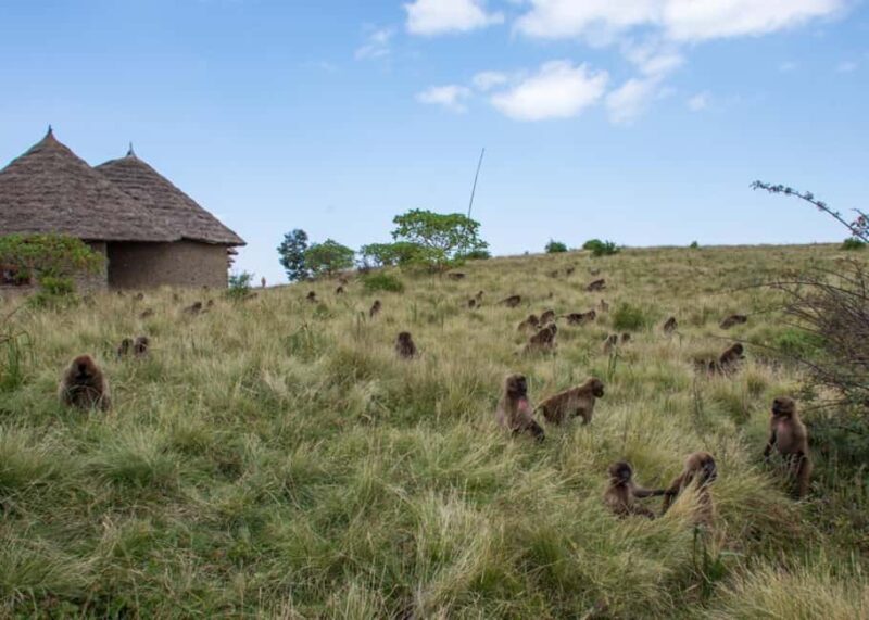 Addis Ababa: Simien Mountains Trekking Tour with Flights - Who Is This Tour Best For?