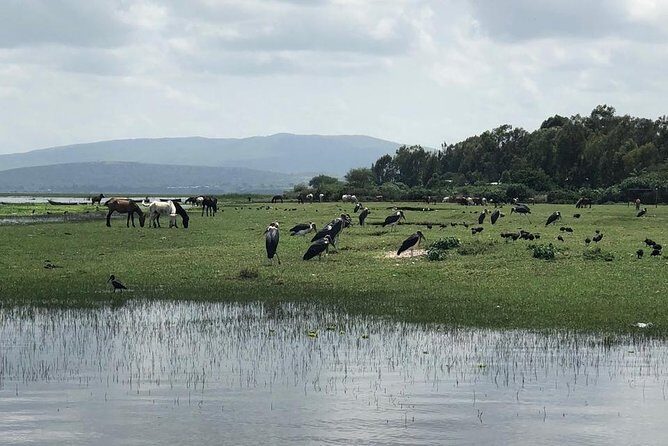 Addis City Tour & Crater Lakes excursions in Debreziet! - An In-Depth Look at the Tour Itinerary