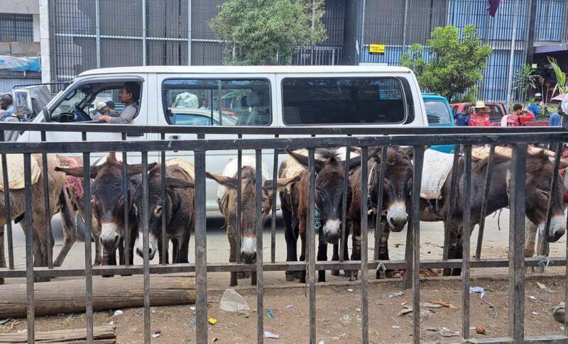 ADDISCOVERY: Addis Ababa Half-day Flexible City Discovery - Transportation and Logistics