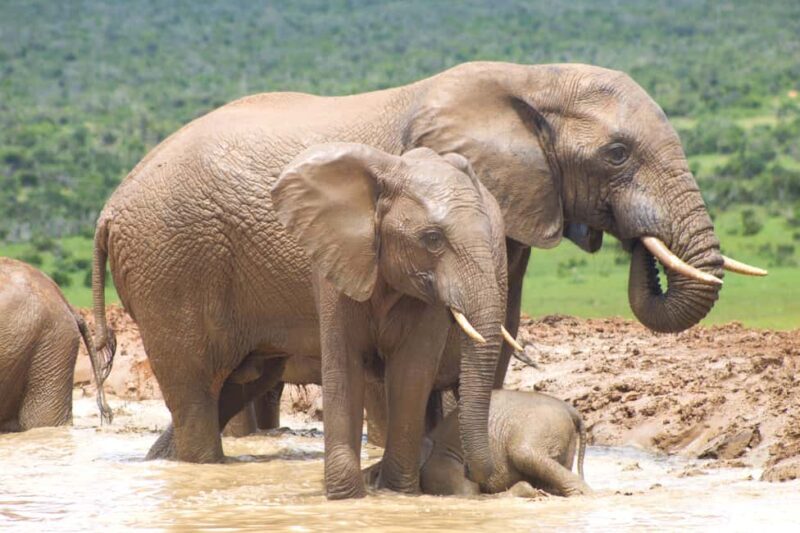 Addo big 5 tour - Key Points