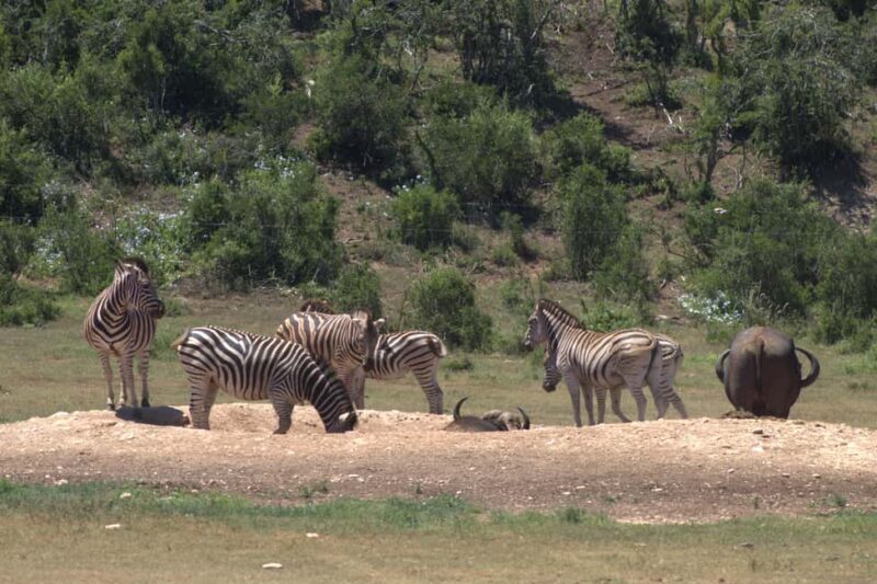 Addo big 5 tour - What to Expect on the Addo Big 5 Tour