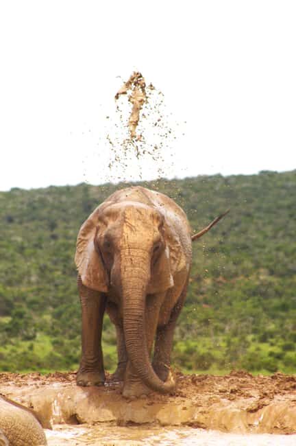 Addo big 5 tour - The Sum Up