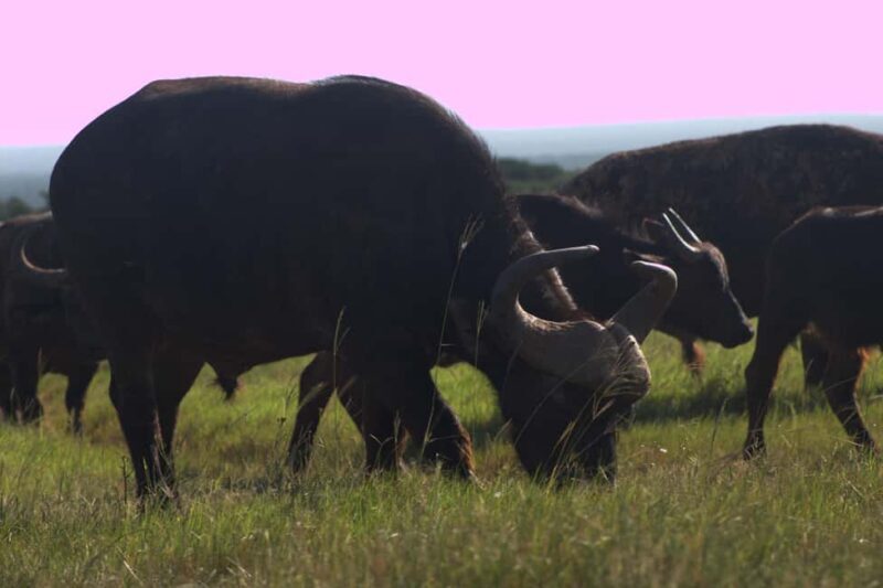 addo big five tour - Key Points