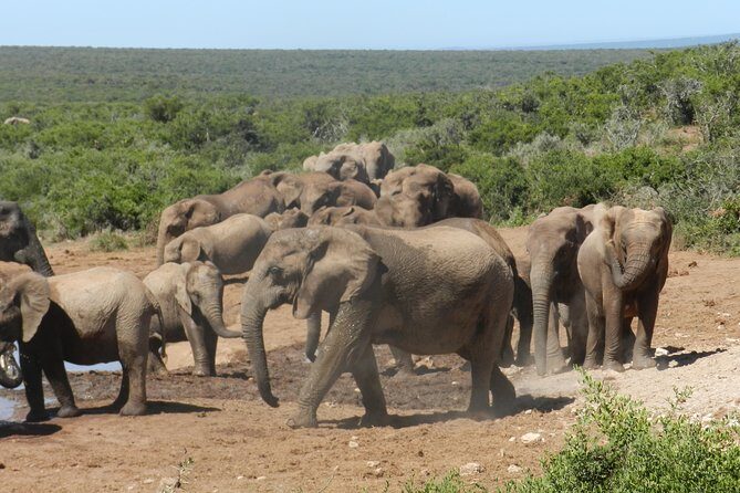 Addo Elephant 5 hour Morning Safari. - Exploring the Itinerary in Detail