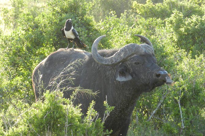 Addo Elephant 5 hour Morning Safari. - Who Will Love This Tour?