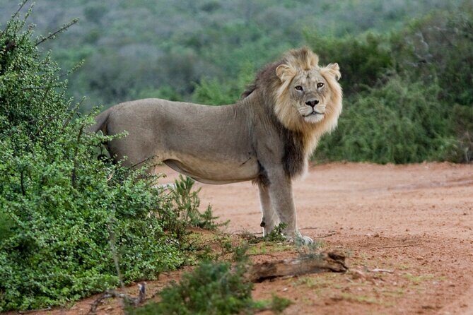 Addo Elephant 5 hour Morning Safari. - Frequently Asked Questions