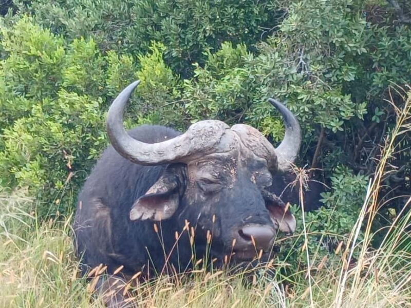 Addo Elephant Full Day Safari / Shore Excursions - Key Points