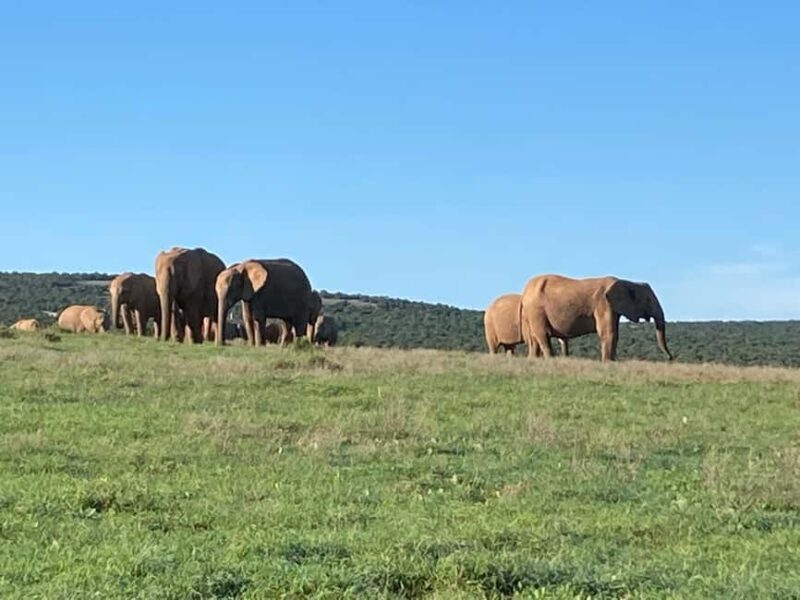 Addo Elephant Full Day Safari / Shore Excursions - A Detailed Breakdown of the Tour Experience