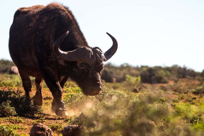 Addo Elephant Full Day Safari / Shore Excursions - Is This Tour Worth It?