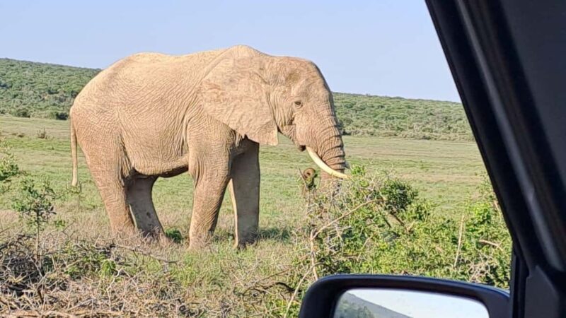 Addo Elephant Full Day Safari / Shore Excursions - FAQ